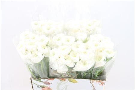 Ranunculus 40cm