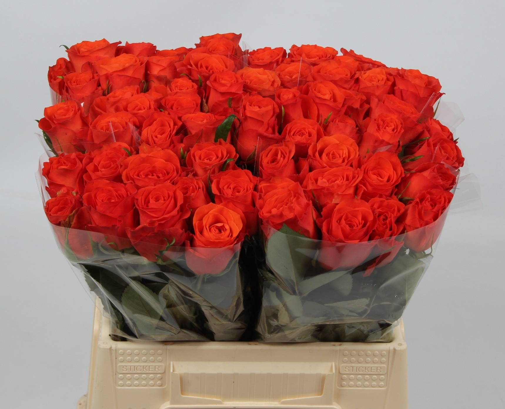 Rosa Garfield+ 40cm