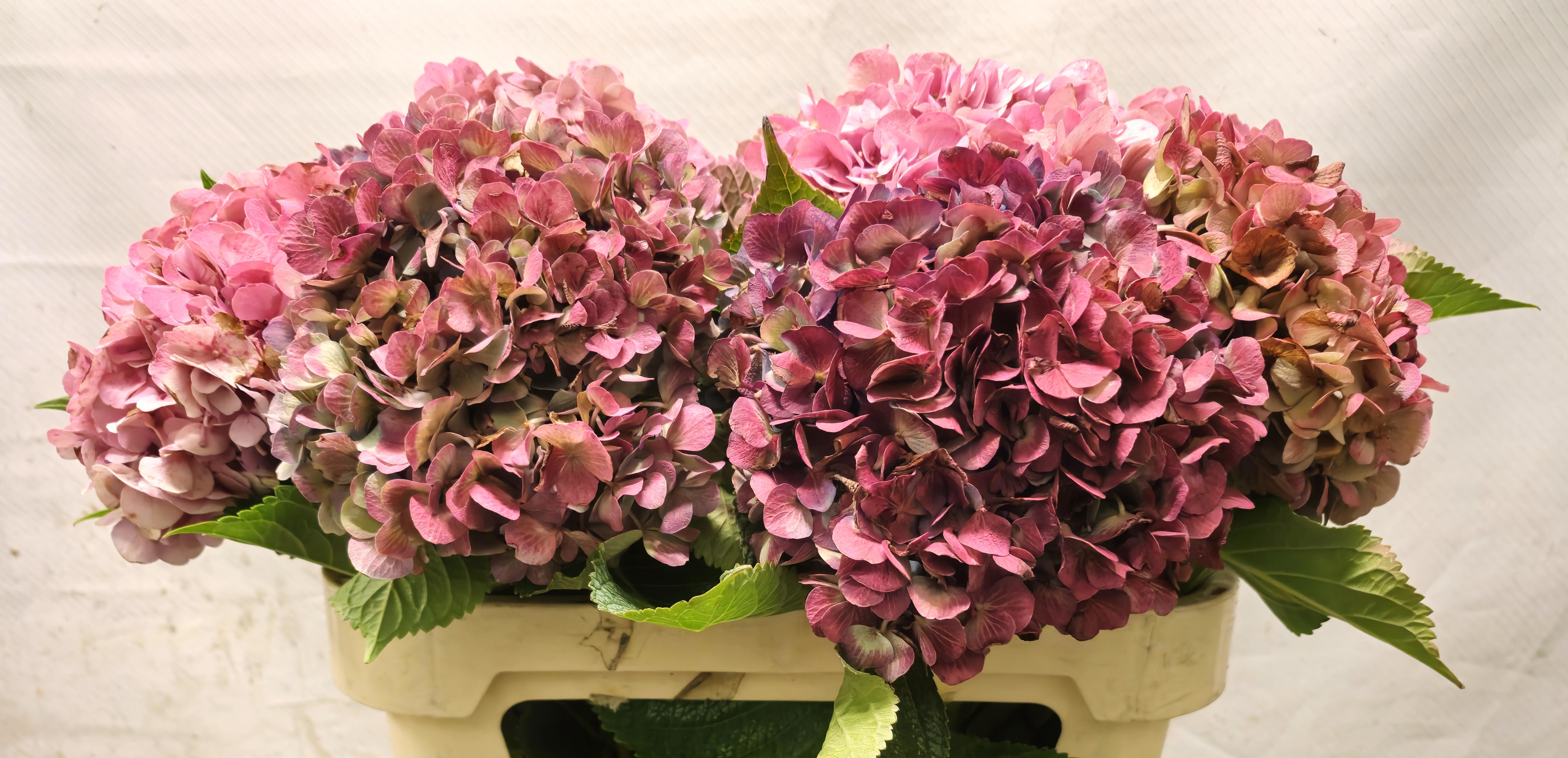 Hydrangea Bodensee Clas 70cm 17Ø