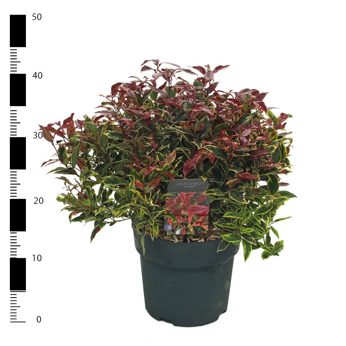 Picture of Leucothoe 'Firestar' PBR