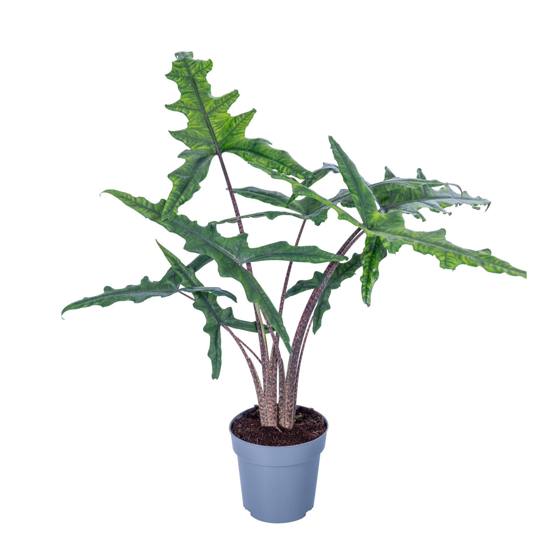 Alocasia Sabrina Narrow | Hamiplant