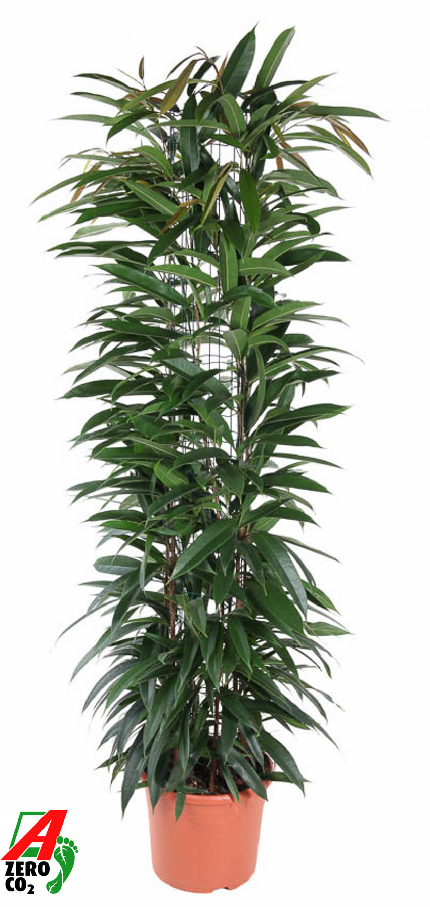 Picture of Ficus Alii King colomn P29 150CM (LOOSE)