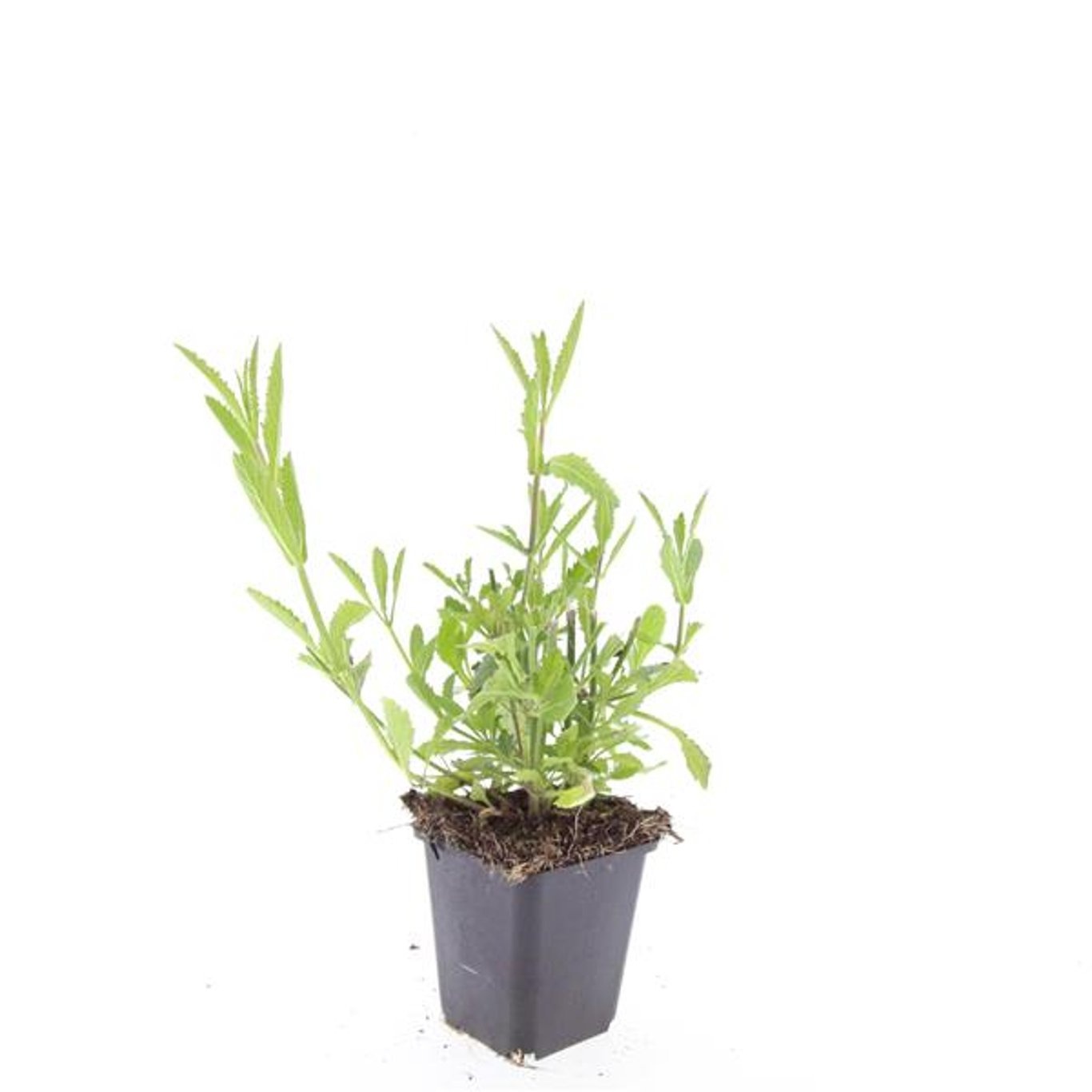 Verbena bonariensis