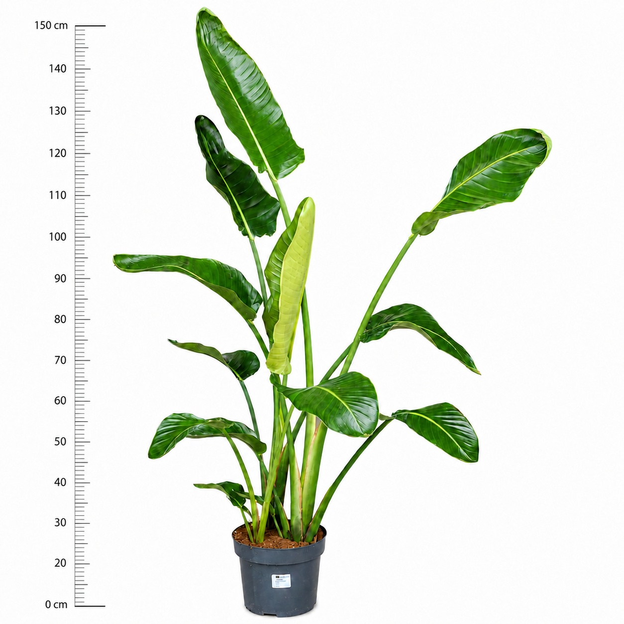 Strelitzia Nicolai 24Ø 155cm