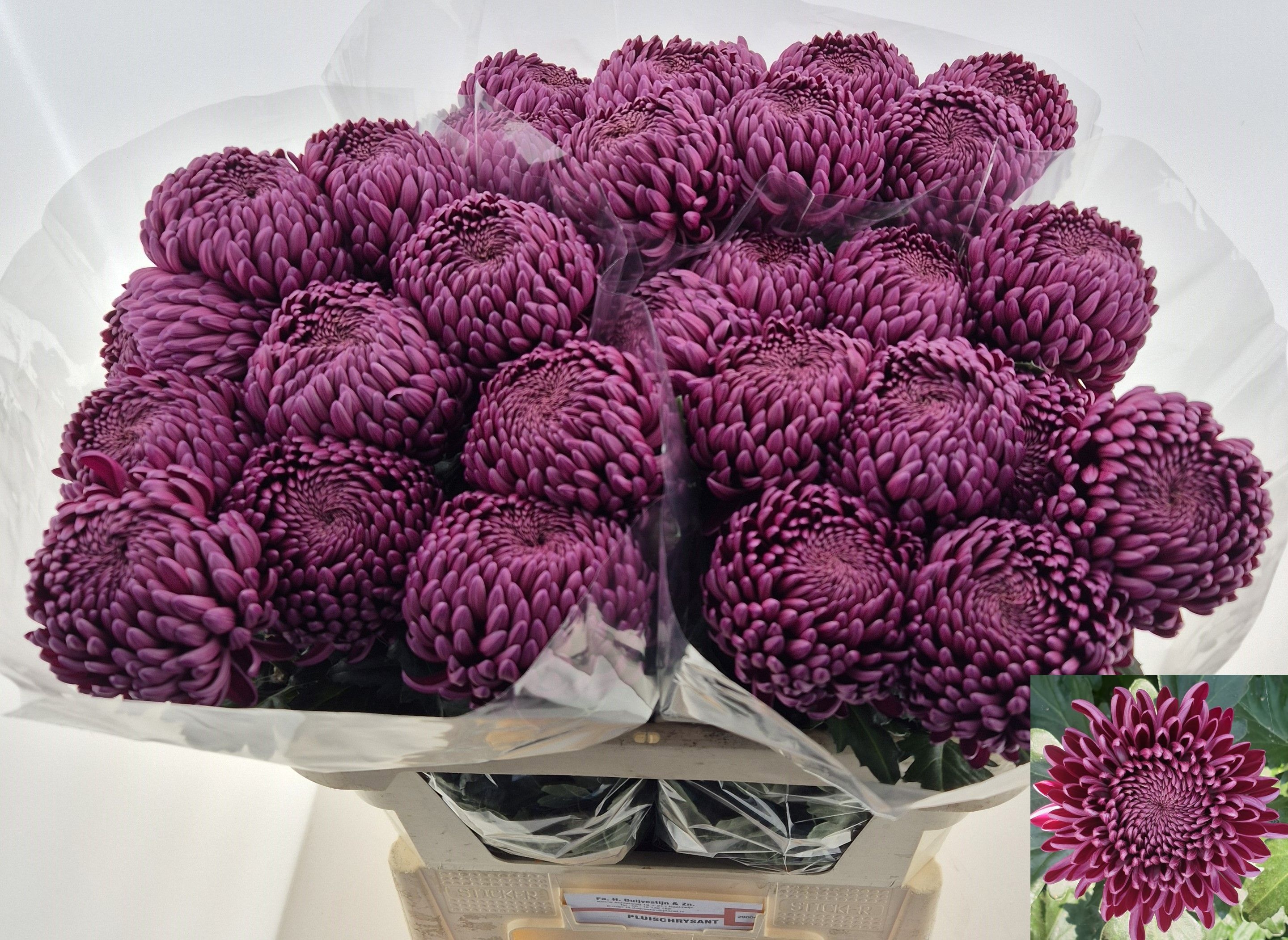 Chrys Single Bigoudi Purple 70cm 105gram