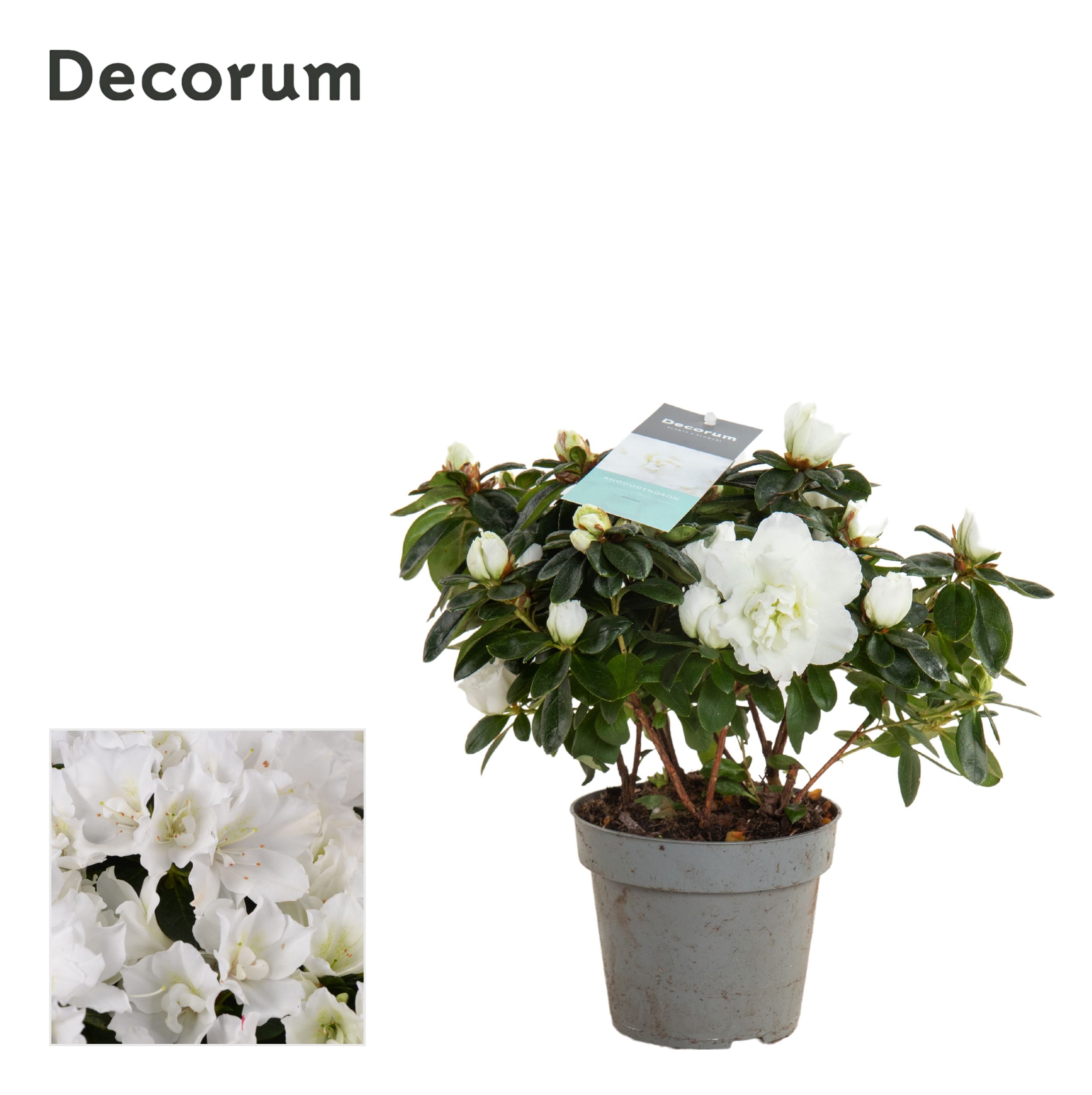 Picture of Rhododendron simsii (Azalea) White - Decorum P13 25CM