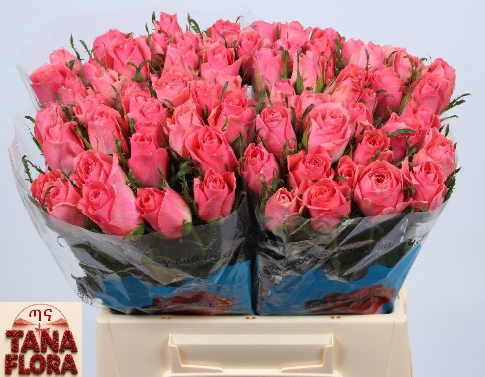 Rosa Ace Pink? 40cm