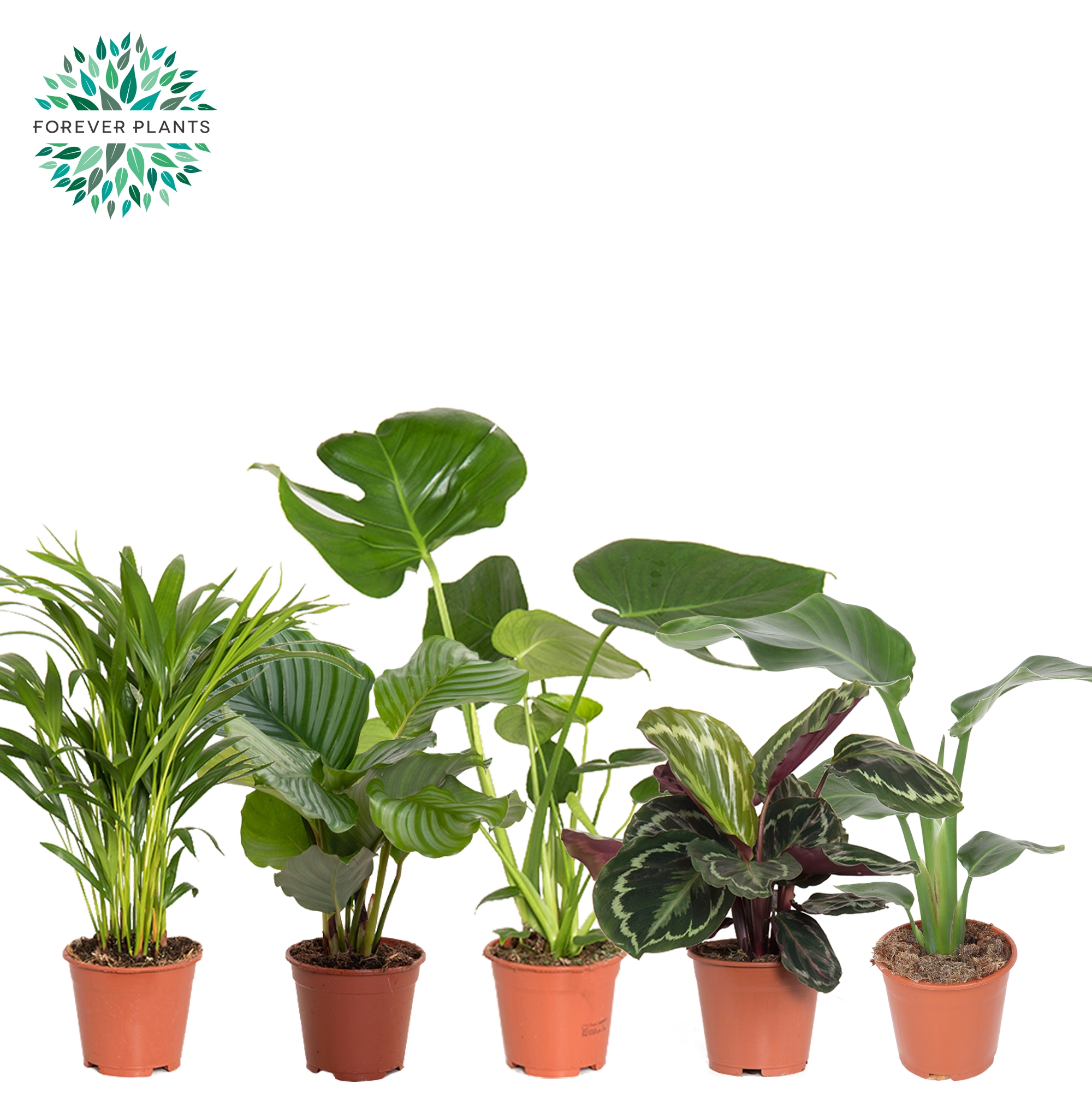 Picture of Houseplants Post Mountain in 4 varieties P14 40-50CM