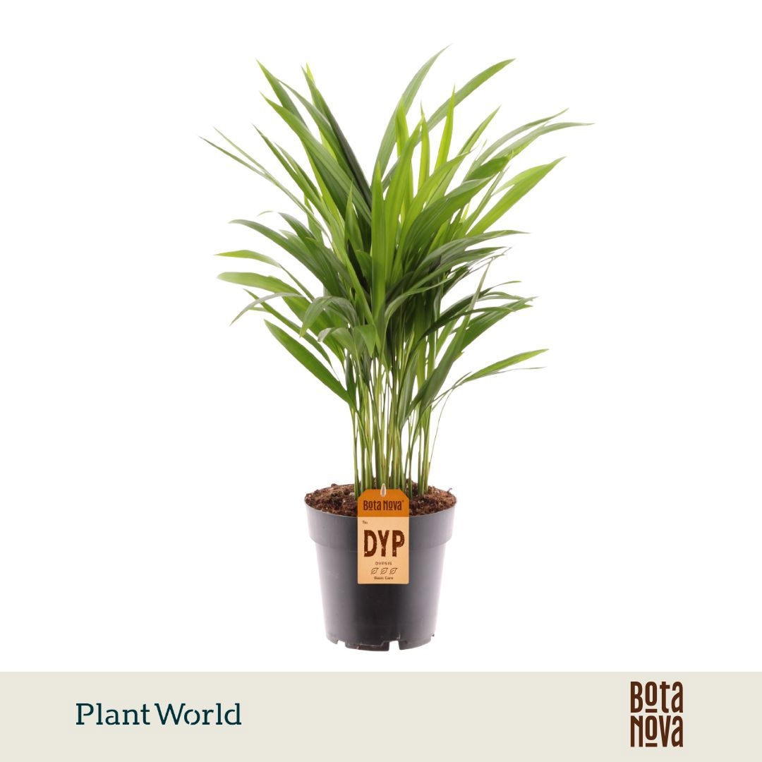 Dypsis Lutescens areca