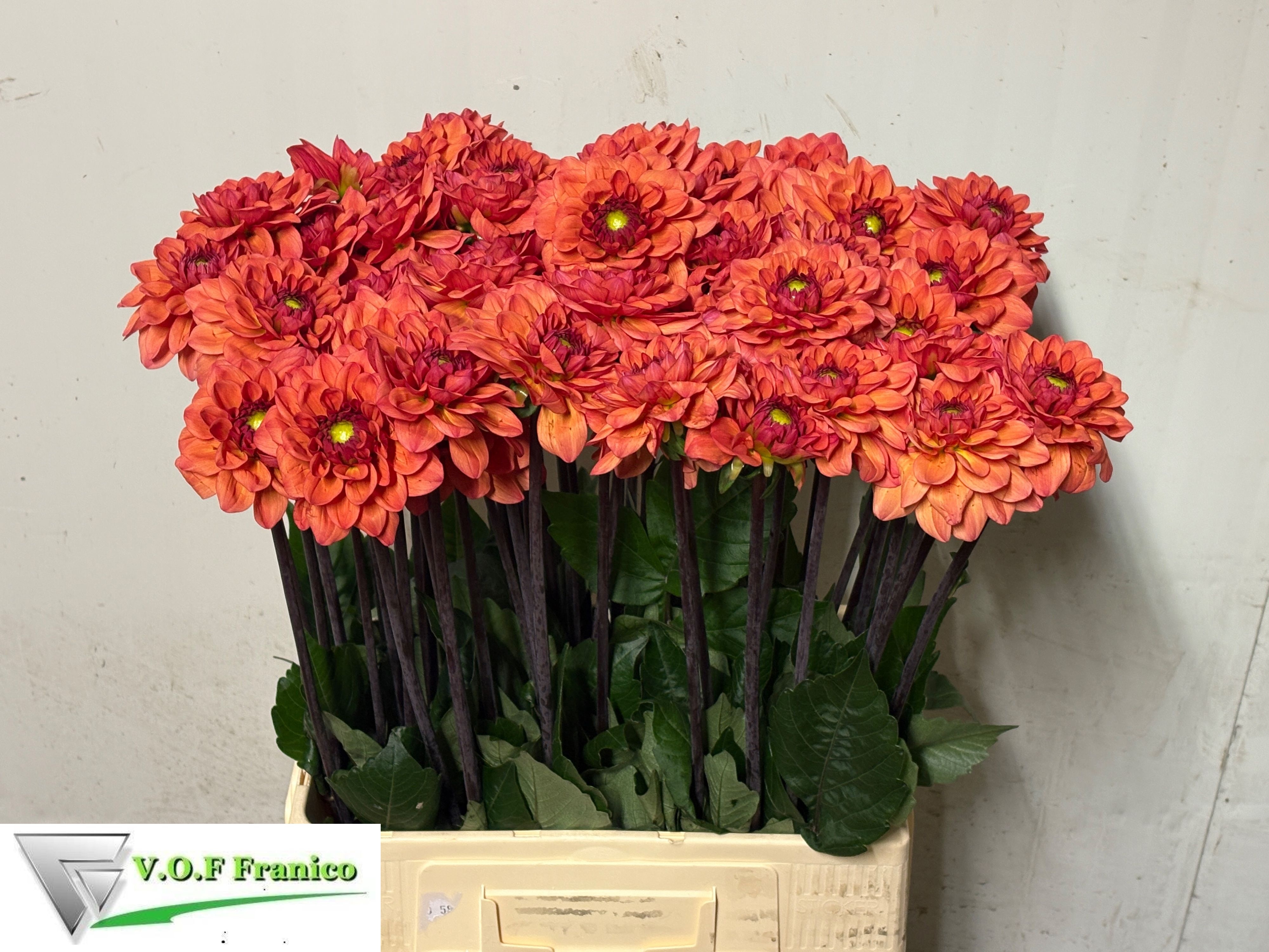 Dahlia Orange Fox 70cm