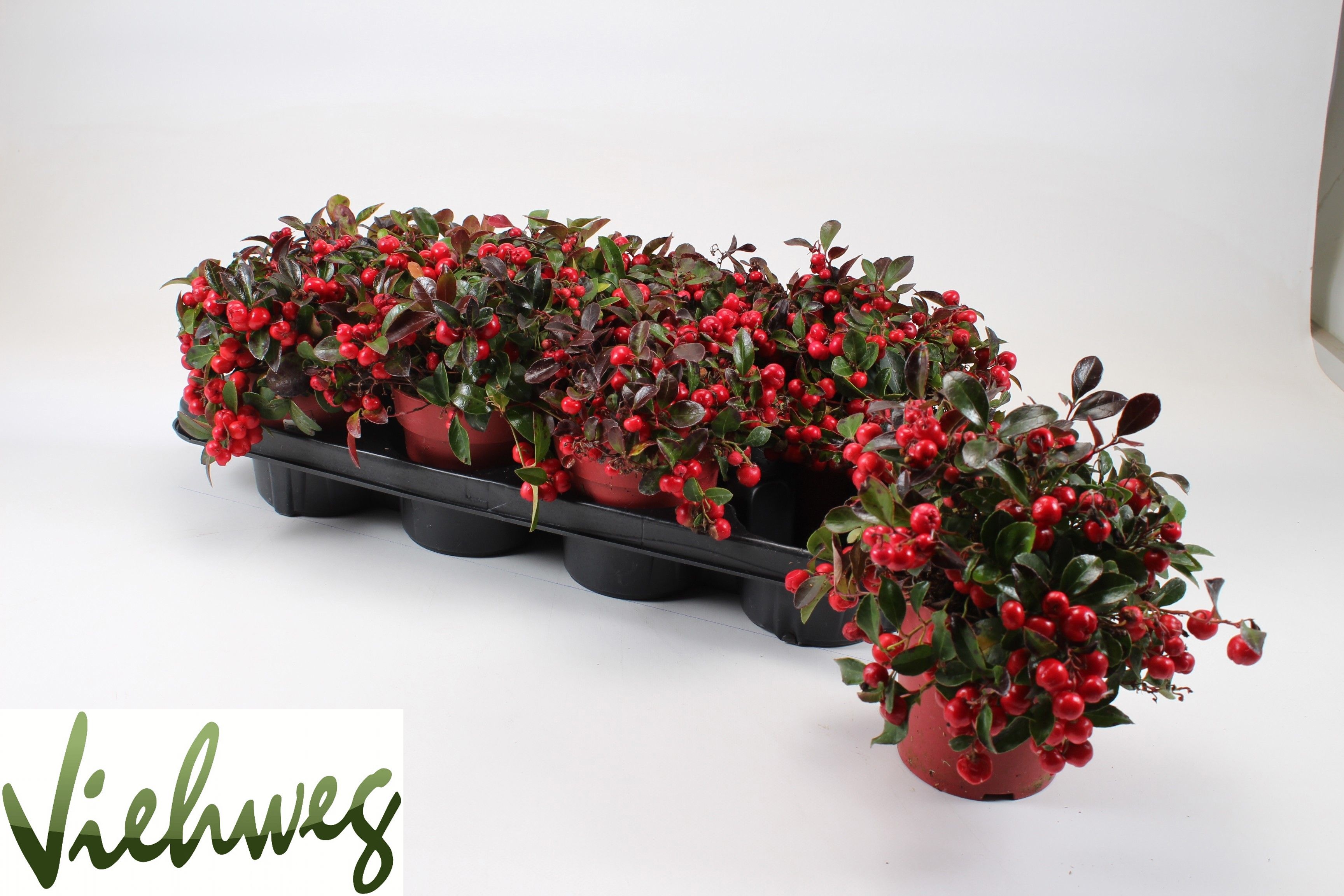 Gaulth Pr Big Berry 12Ø 25cm