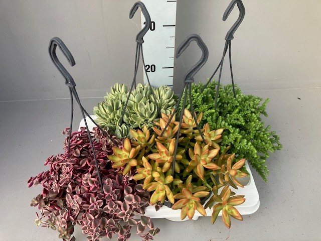 Succulenten 4 hangmix kan variëren