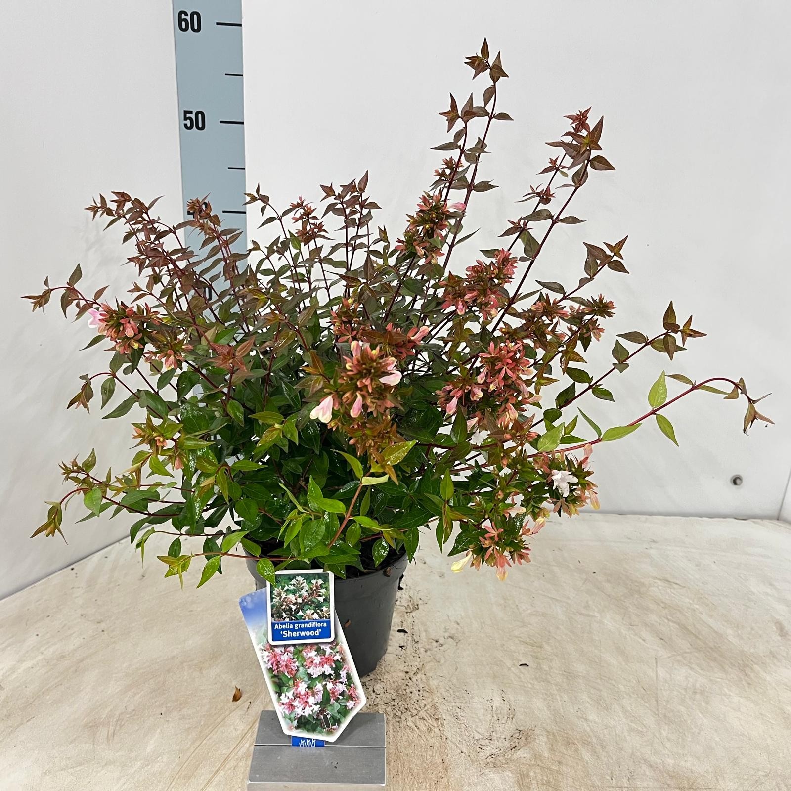 Picture of Abelia grandiflora 'Sherwood'