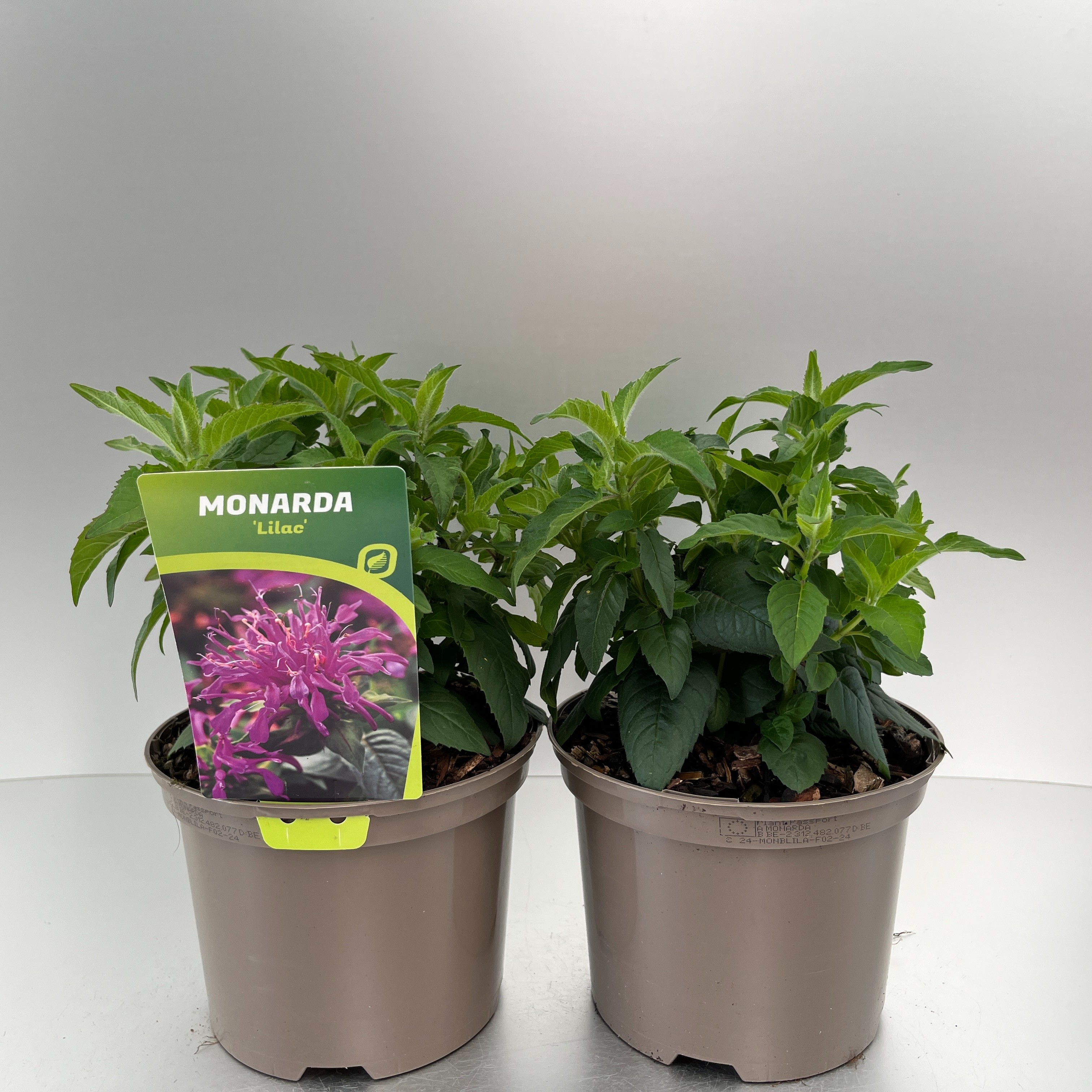 Picture of Monarda didyma Balmy Lilac P17 (2 Ltr)