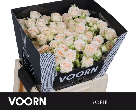 Rosa Spr Sofie 60cm
