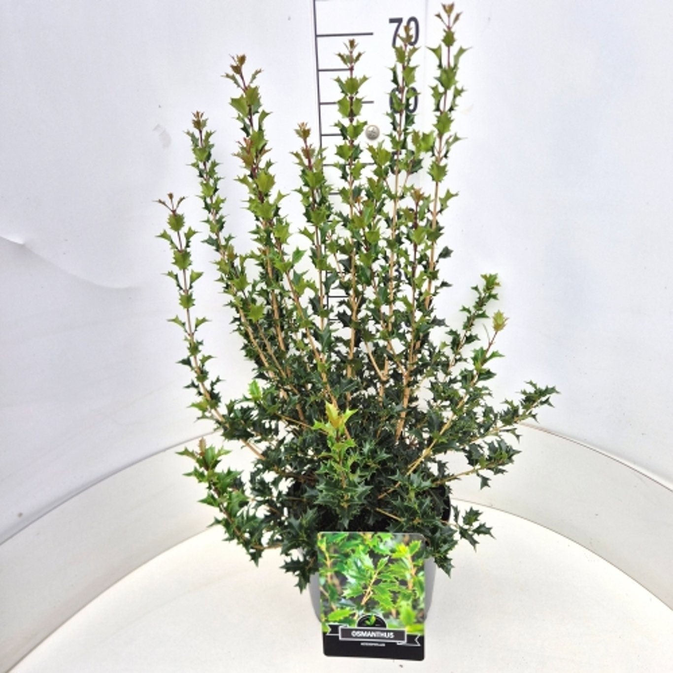 Osmanthus heterophyllus