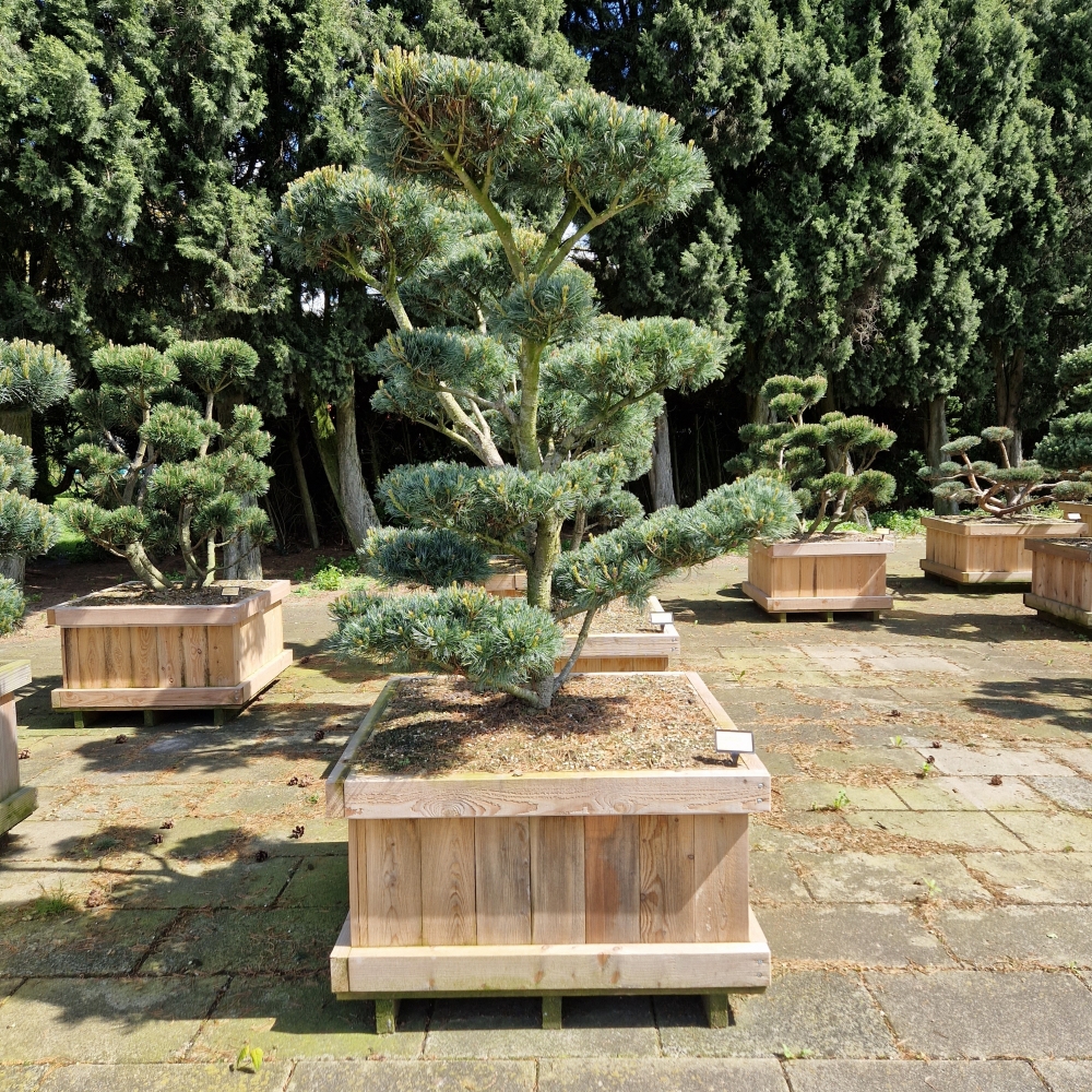 Picture of Pinus parviflora Glauca W100x100 BONSAI-150/175