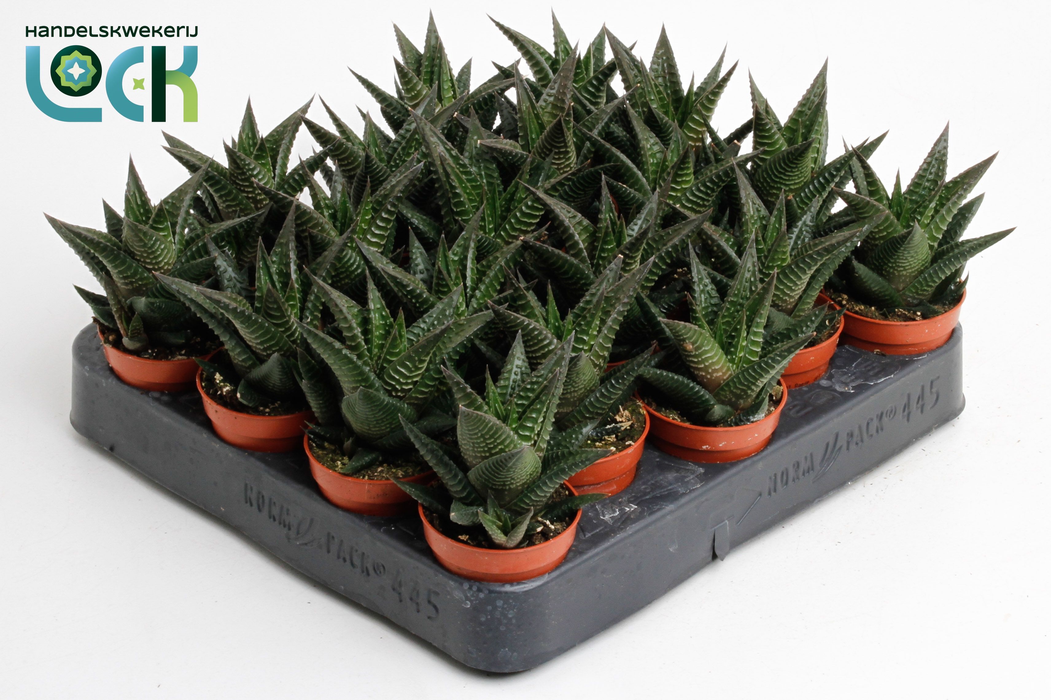 Haworthia Li