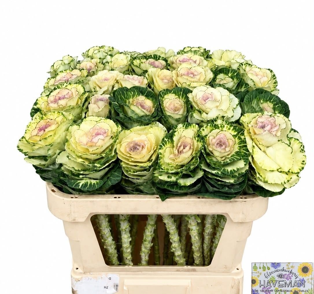 Brassica White Crane 70cm