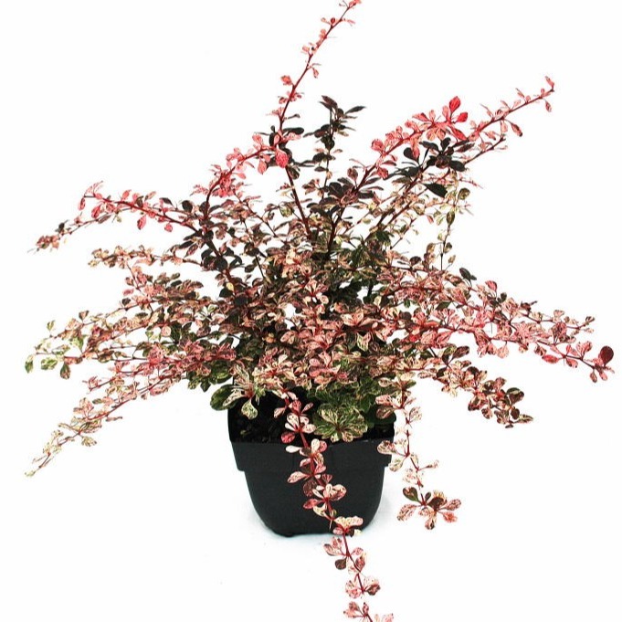 Picture of Berberis thunbergii 'Harlequin' P17