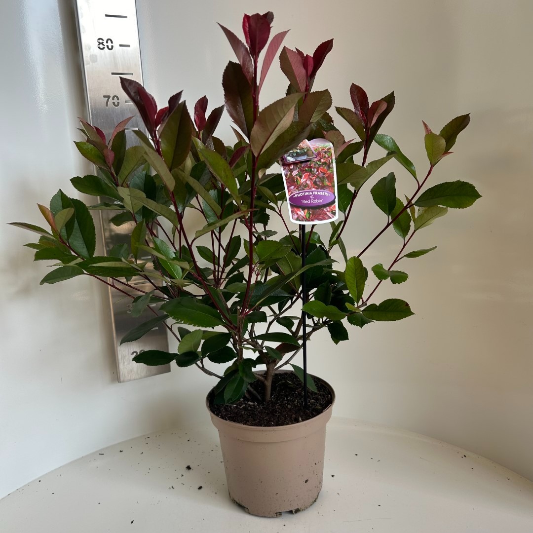 Picture of Photinia fras. Red Robin P23 (5 Ltr)