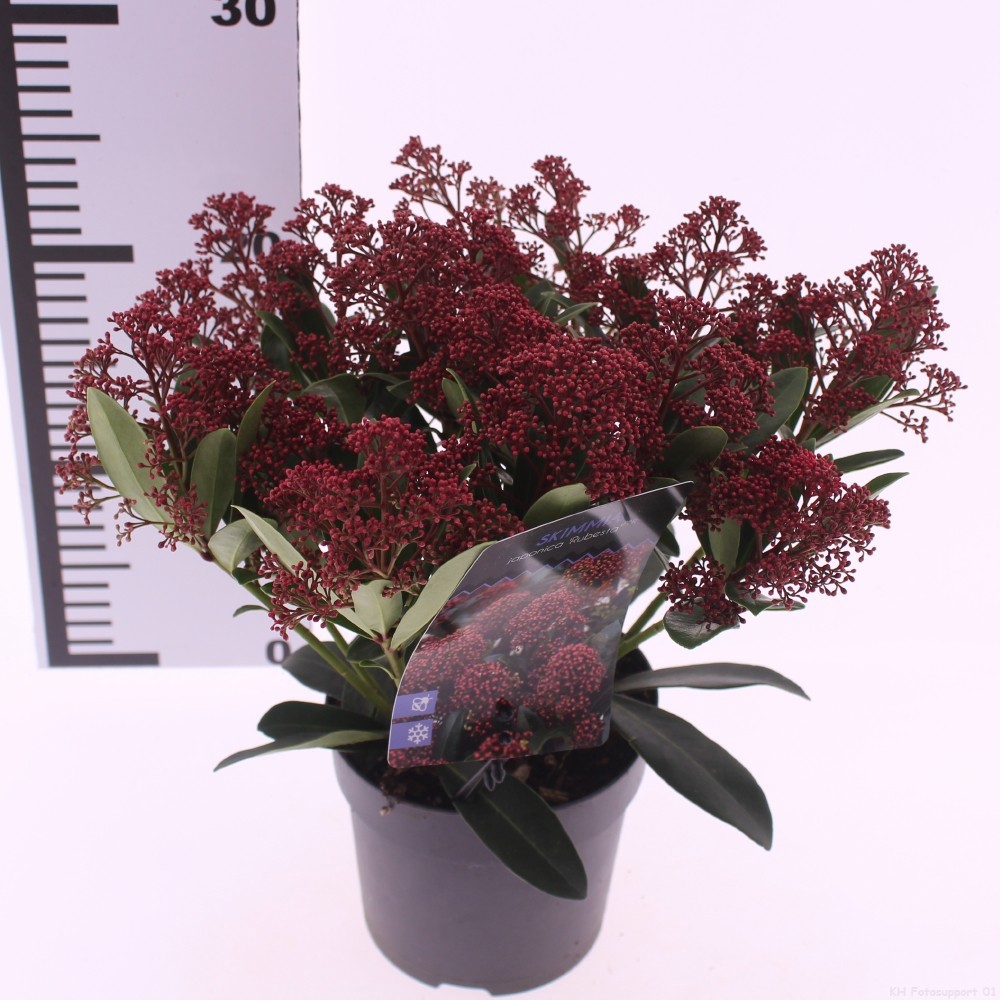 Picture of Skimmia japonica 'Rubesta'