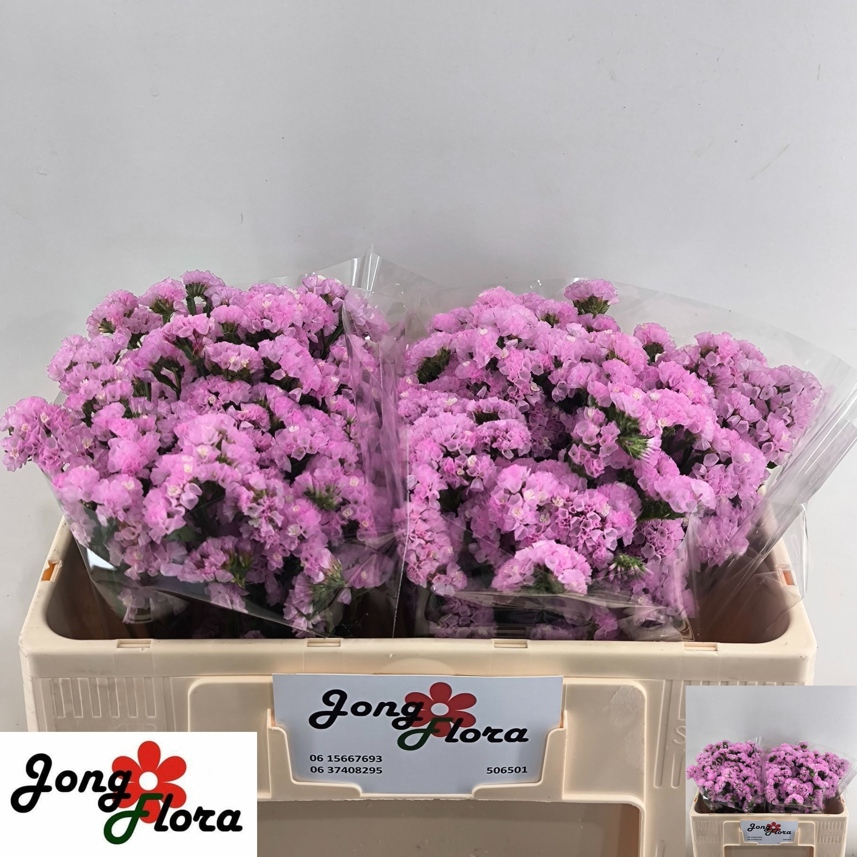 Limonium St Fantasia Wings 45cm 15gram