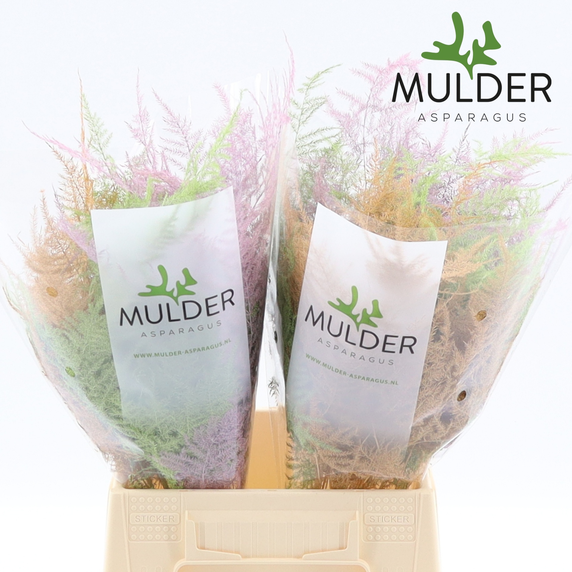 Asp S Klb H% 1e Veren Pastel Mix