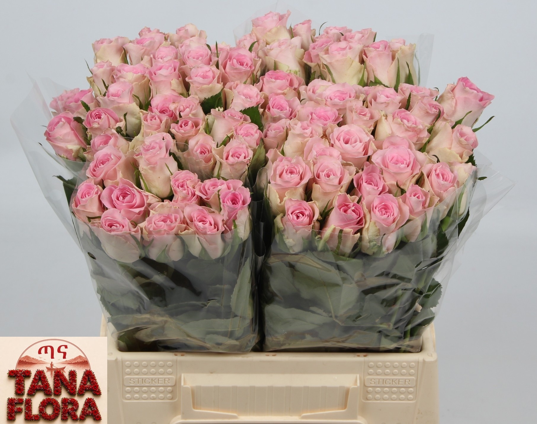 R Gr Bisou@ 40L.cm 23bloei