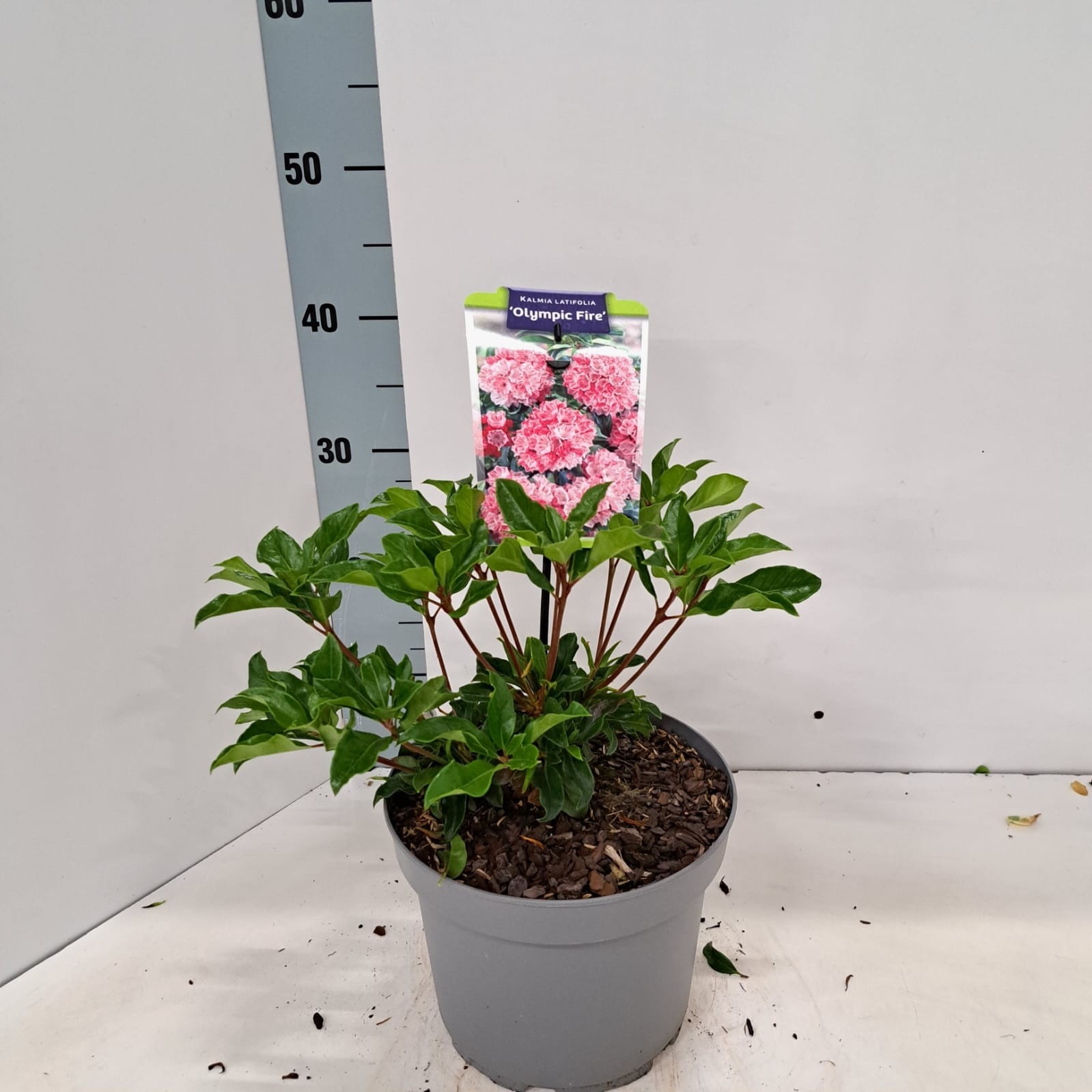 Kalmia latifolia 'Olympic Fire'