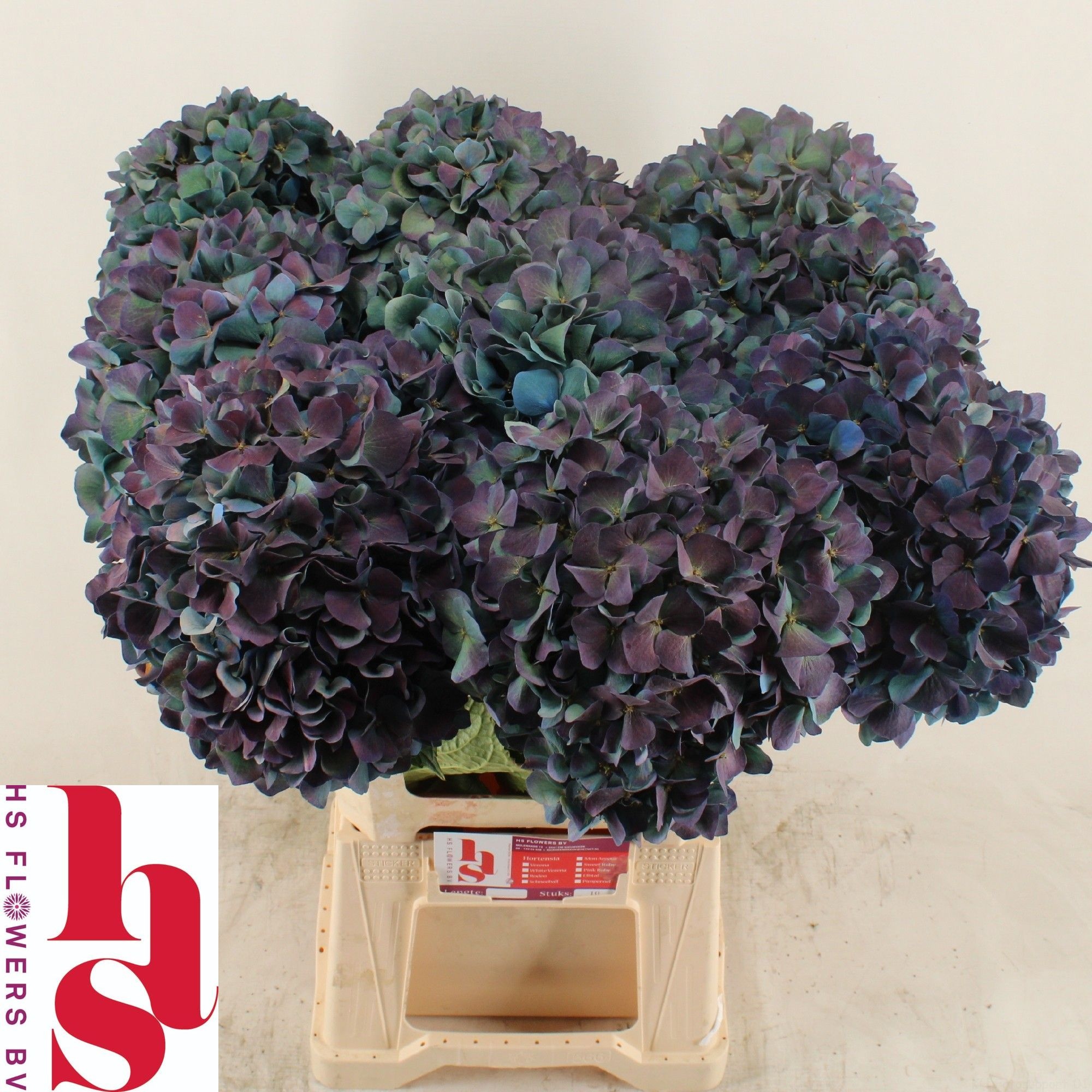 Hydrangea Pimpernel Classic 60cm 20Ø