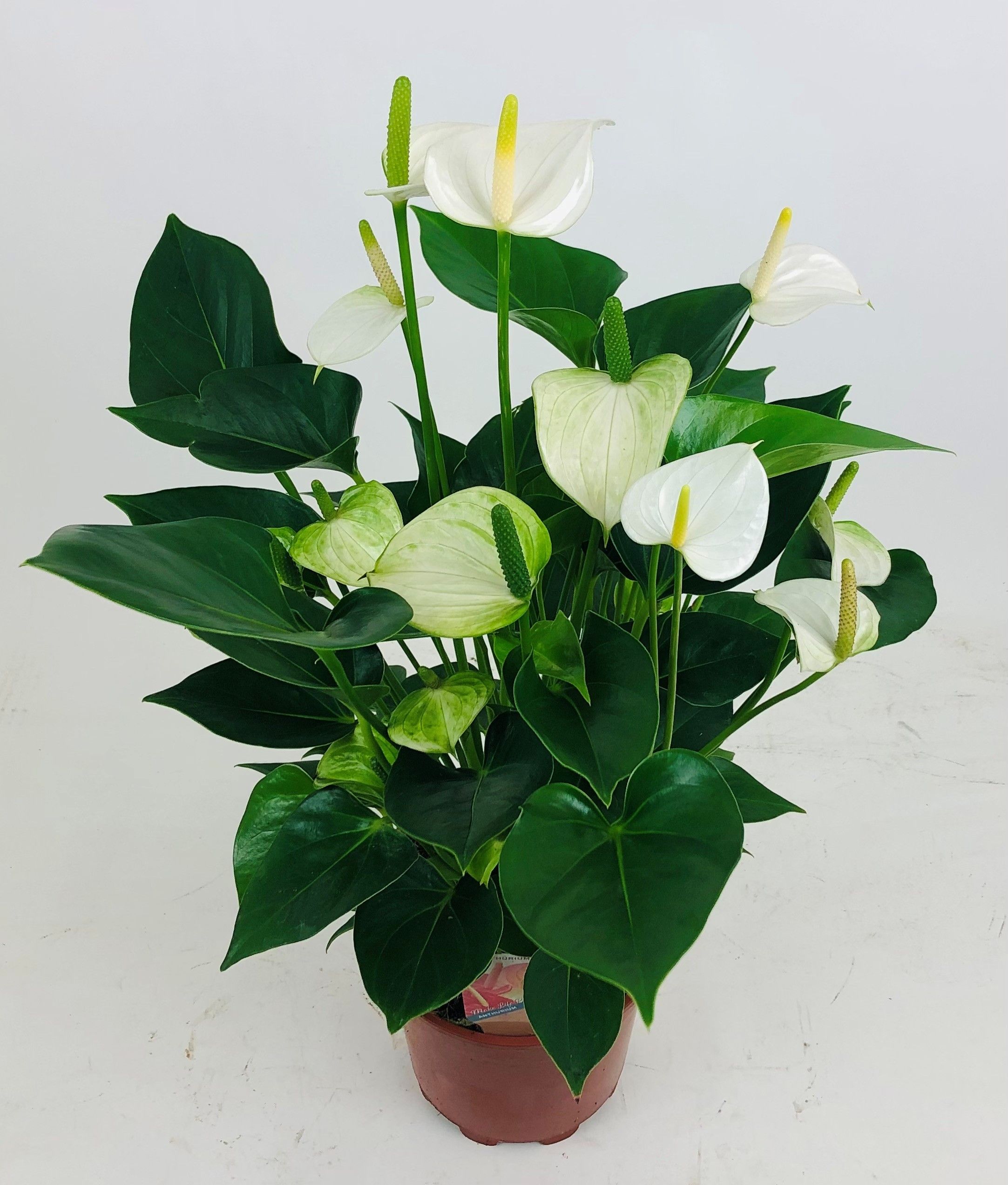 Anthurium 'snow Love'