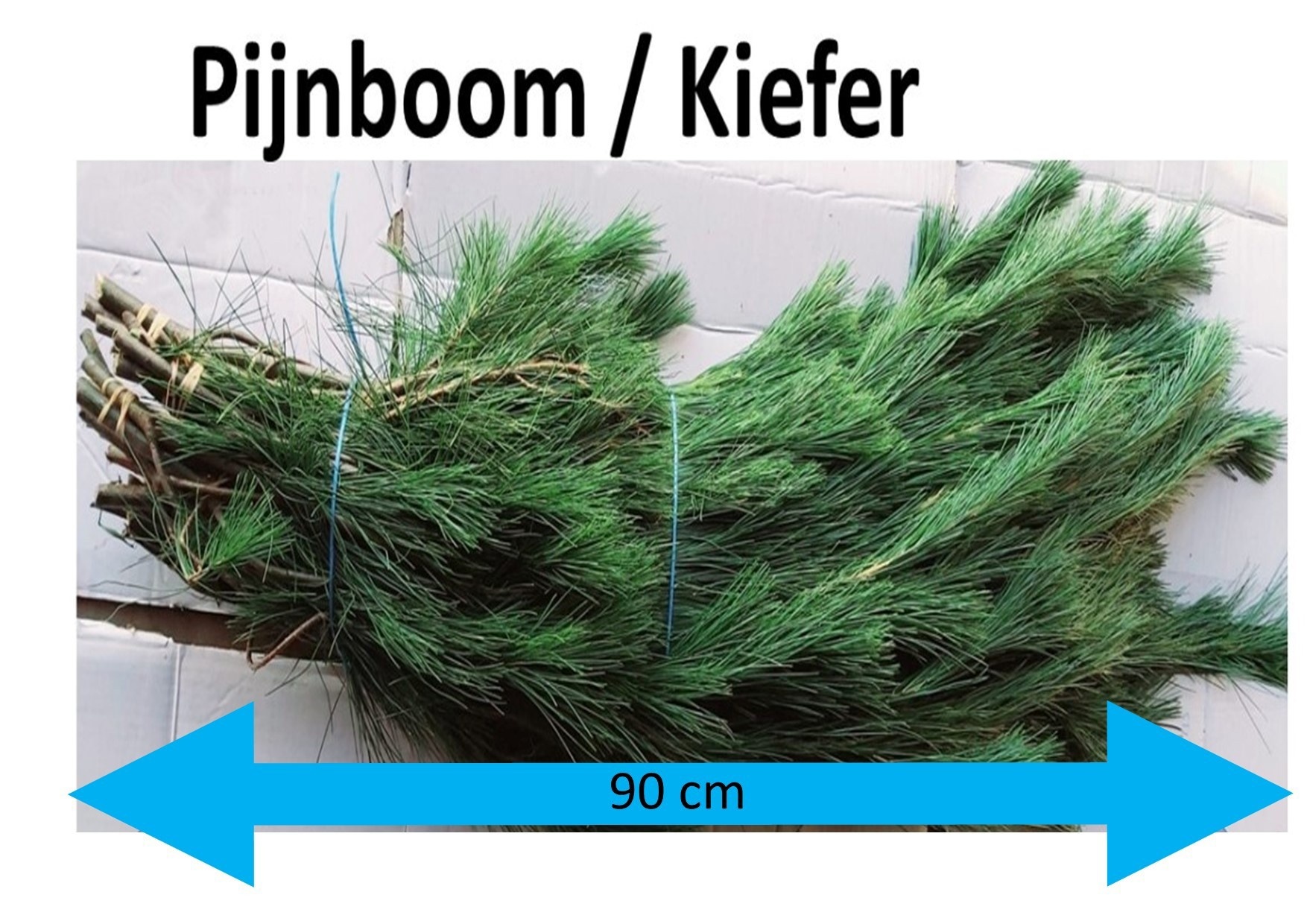 Pinus Strobus