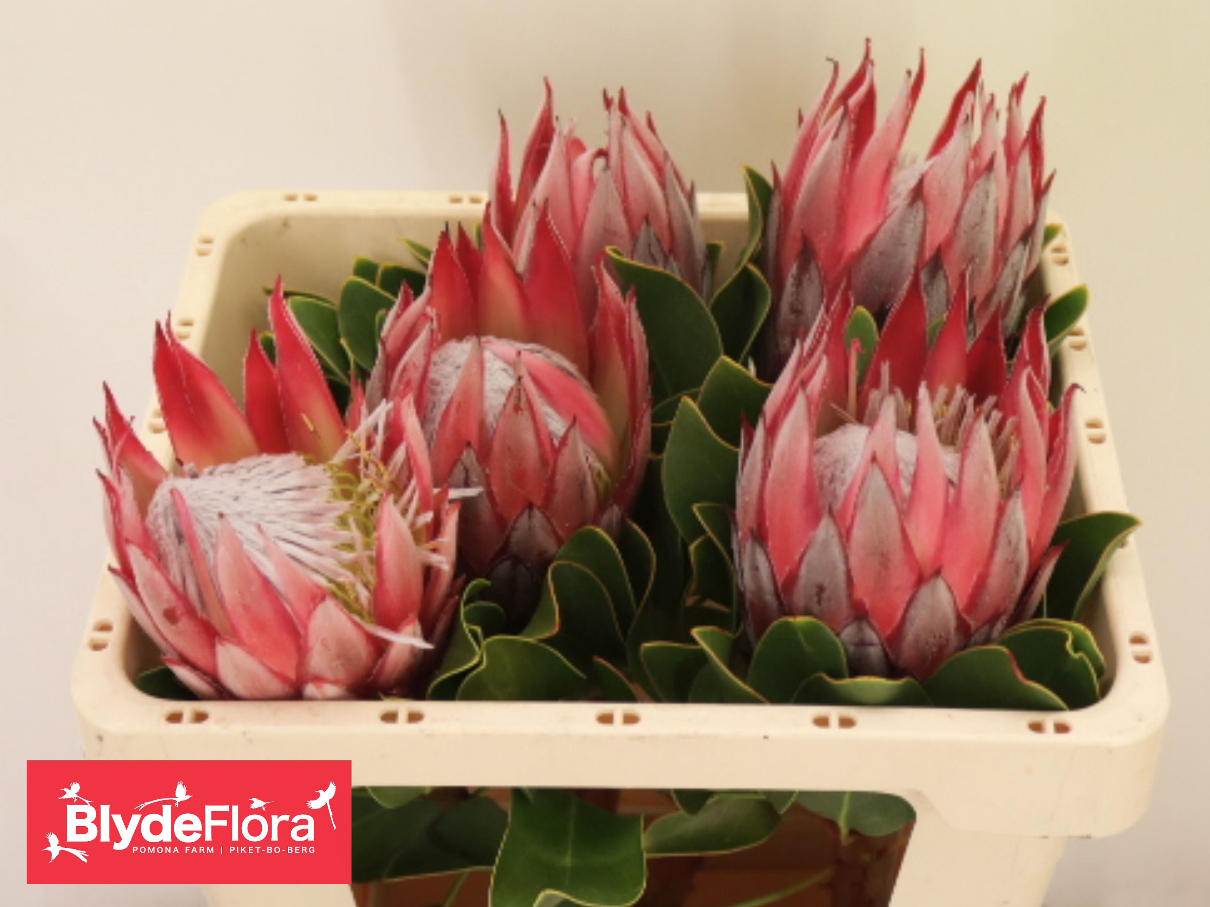 Protea Cy Clare 50cm