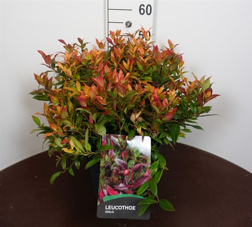 Picture of Leucothoe Zeblid P29 (10 Ltr) (LOOSE)