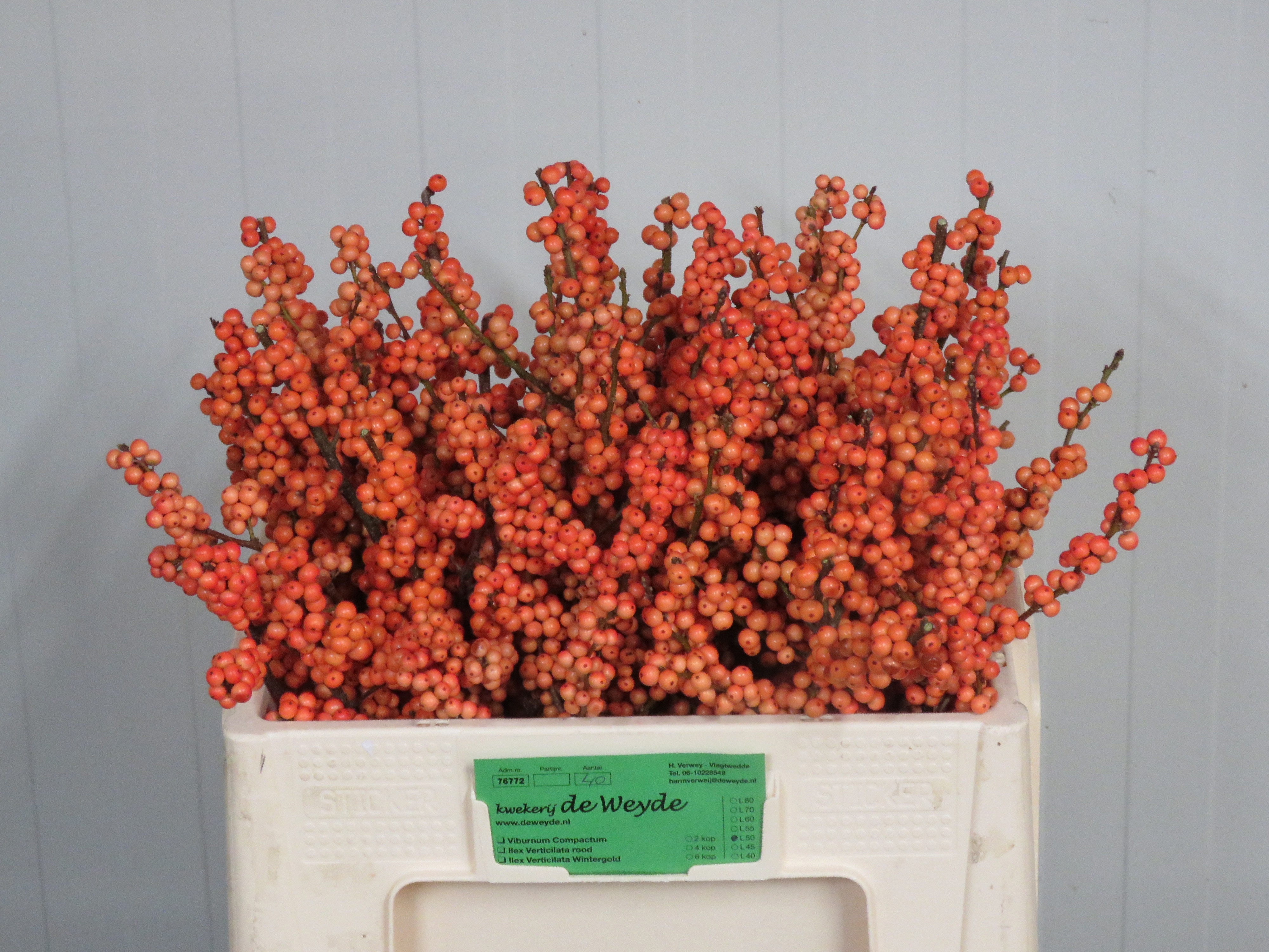 Ilex Winter Gold 50cm