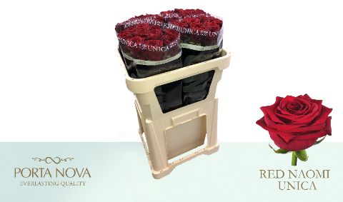 R Gr Red Naomi!