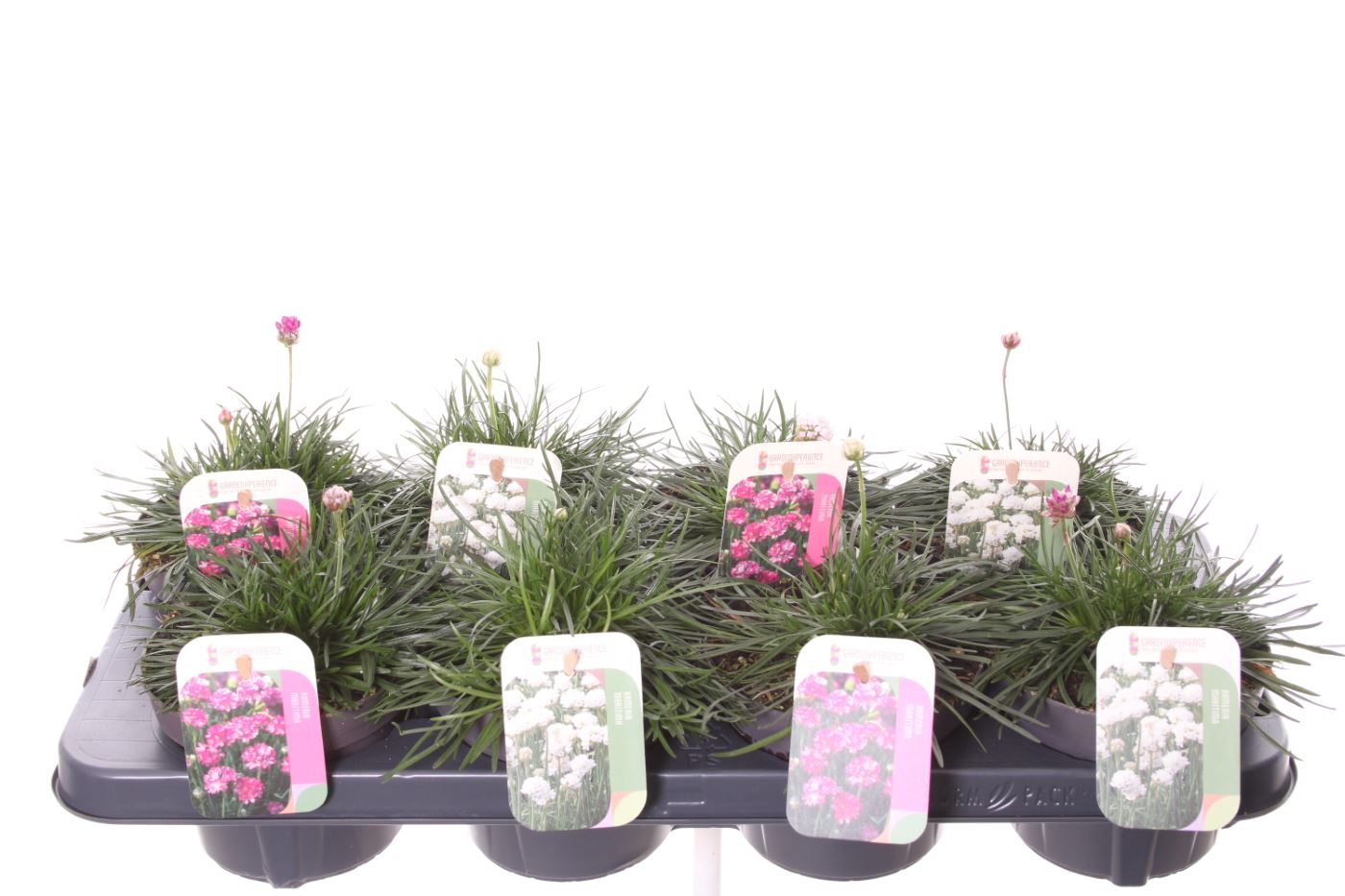 Picture of Armeria maritima mix