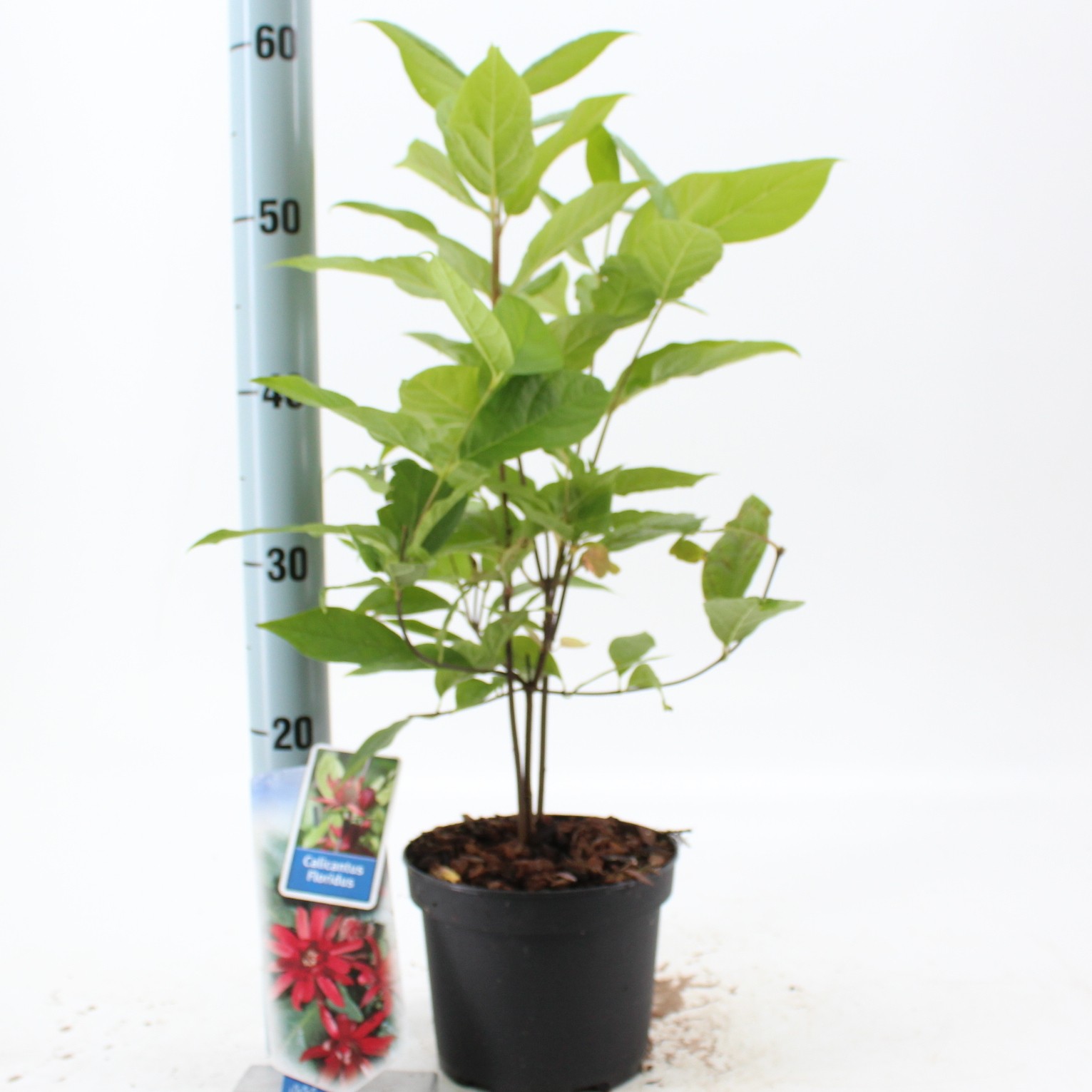 Picture of Calycanthus floridus P17 (2 Ltr)