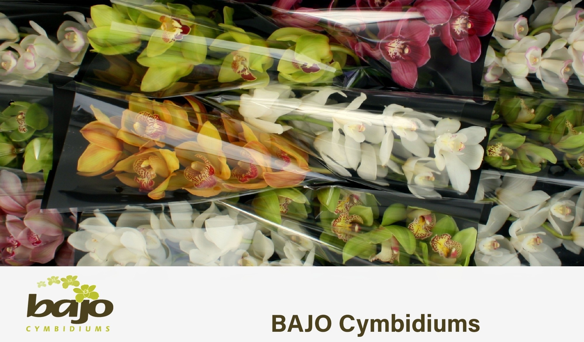 Cymbidium Asst 7bl