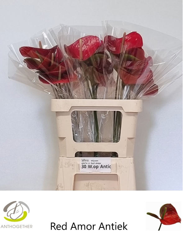 Anthurium Red Amor 9Ø