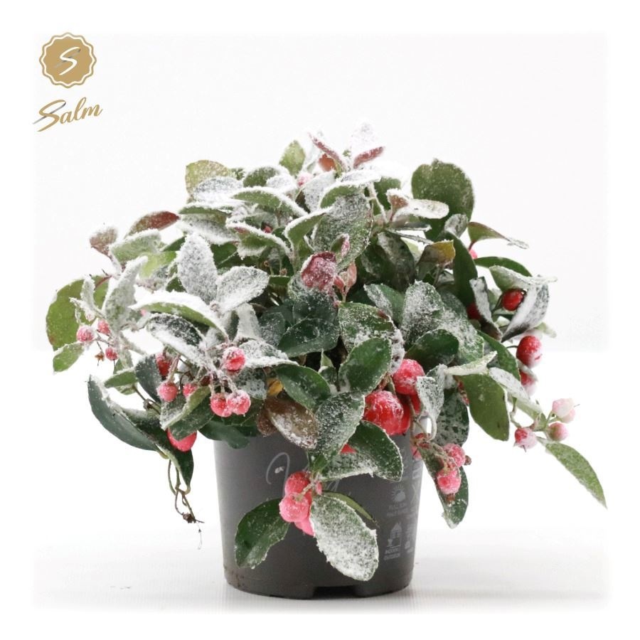 Gaultheria pr. 'Big Berry'® + Snow