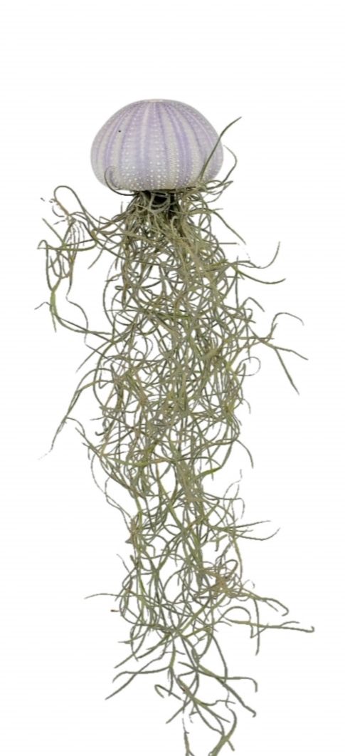 Arr Tillandsia 5P 10H 11bloei