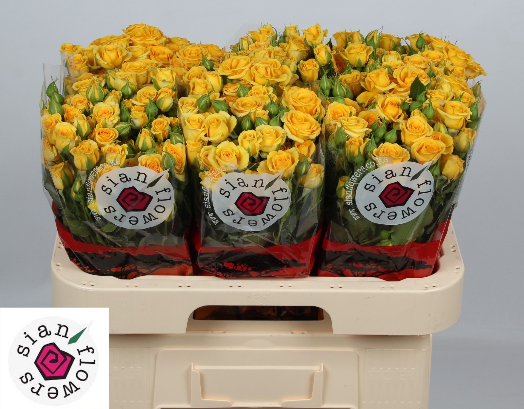 Rosa Spr Yellow Babe 60cm