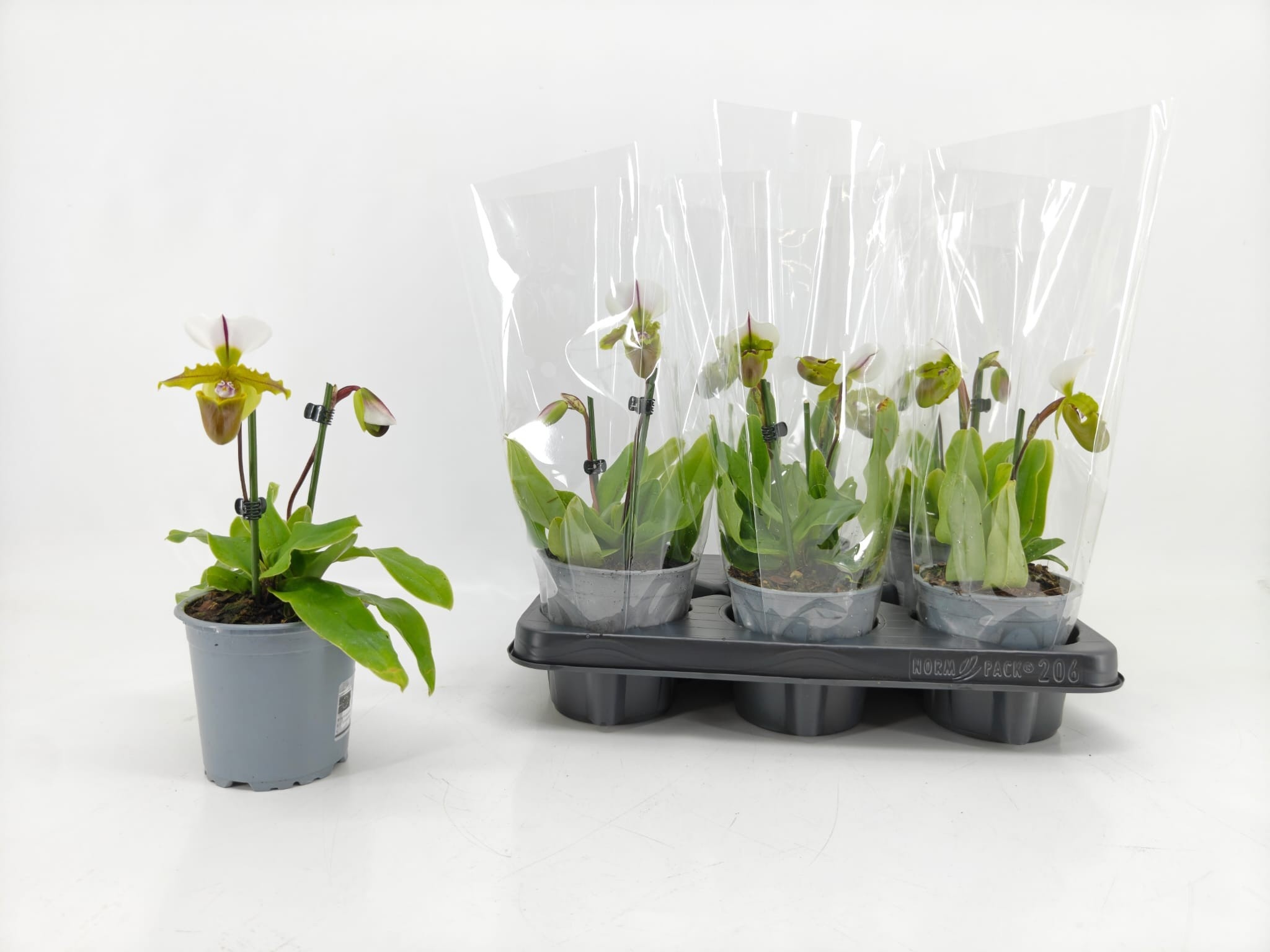 Paph Overig 12Ø 25cm