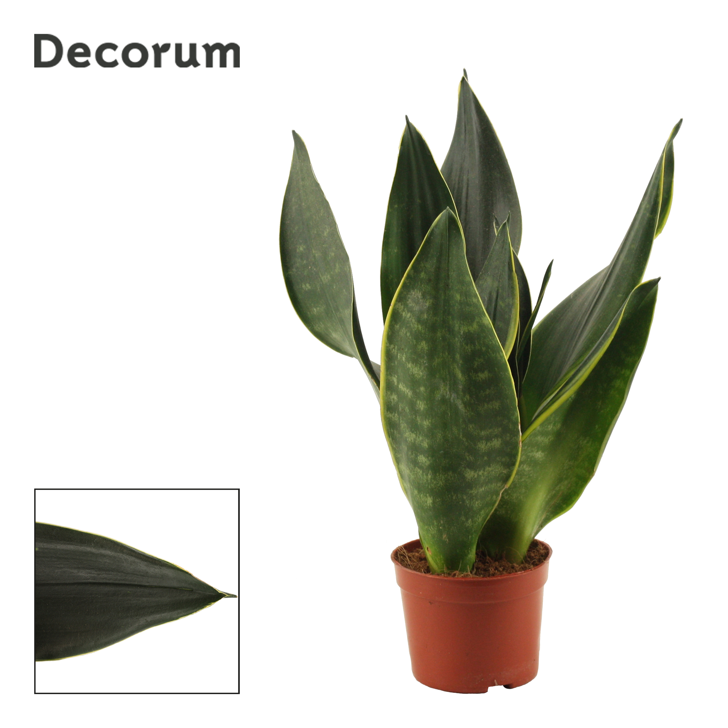 Picture of Sansevieria Black Diamond (Decorum) P9 25CM