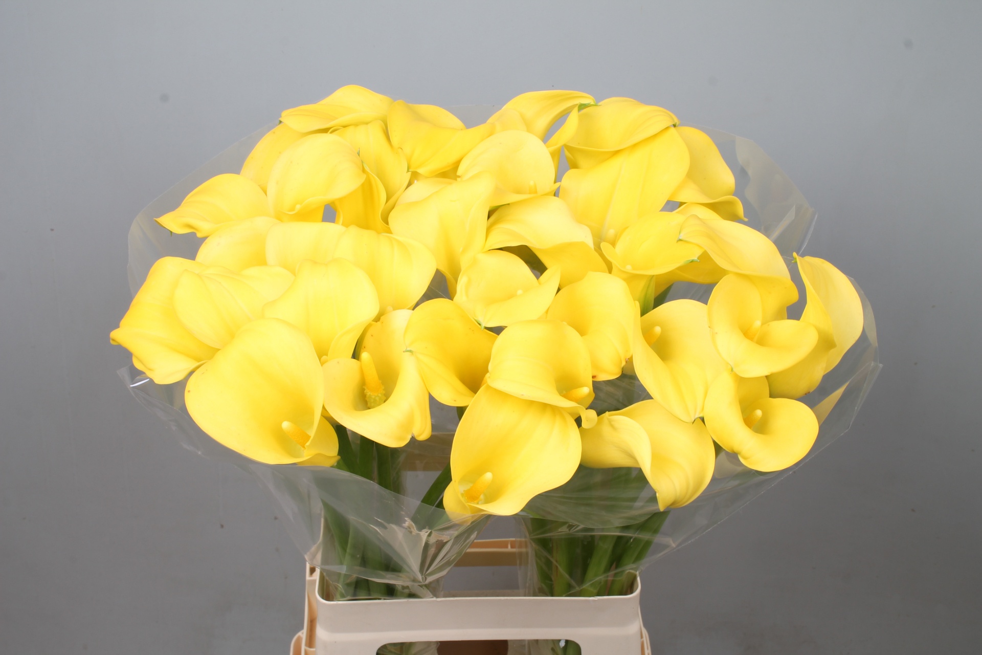 Calla Goldcup 70cm