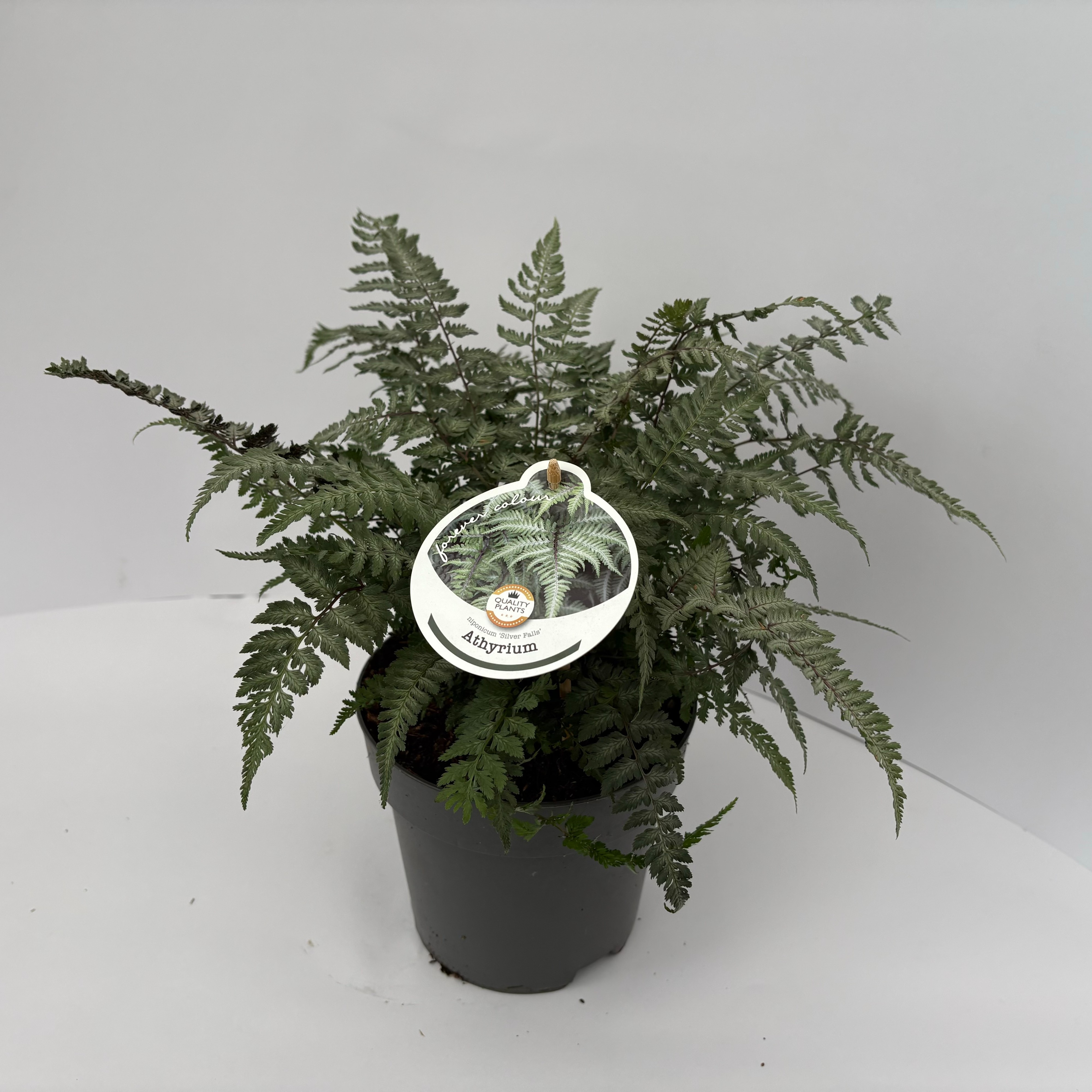 Picture of Athyrium niponicum Silver Falls P17 (2 Ltr)