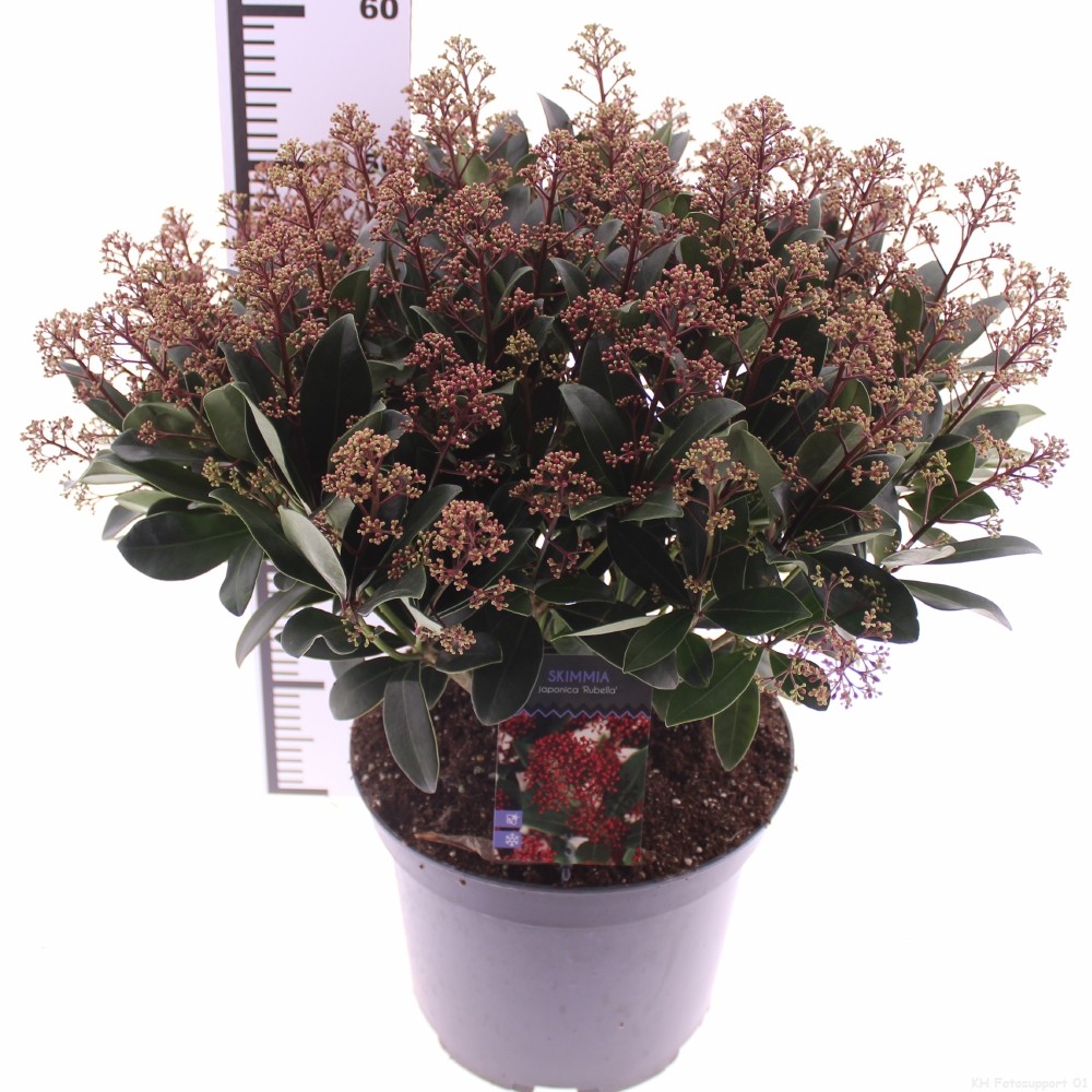 Picture of Skimmia jap. 'Rubella'