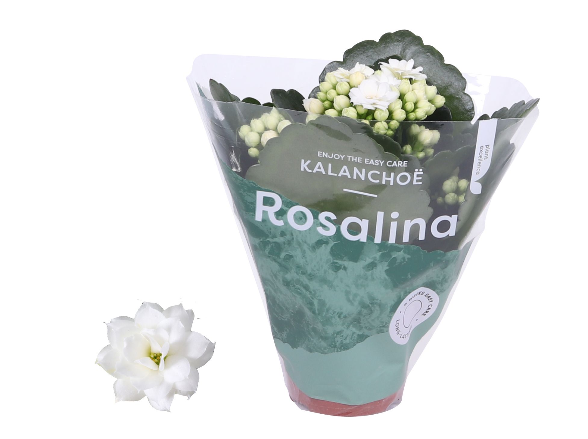 Kalanchoe Rosalina Don Dione wit